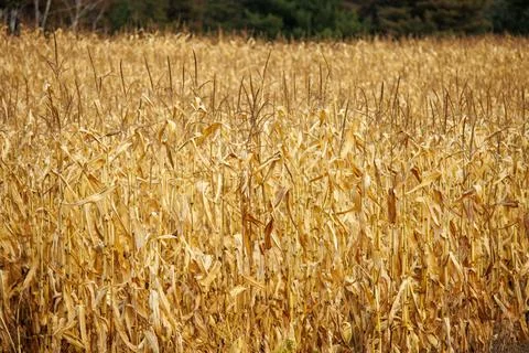 A field of golden corn in the fall 库存照片