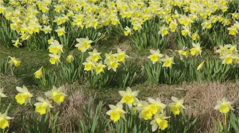 Field of Golden Daffodils Stock Footage 48432702
