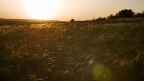 Field with golden grass on sunset Vidéo 75448118