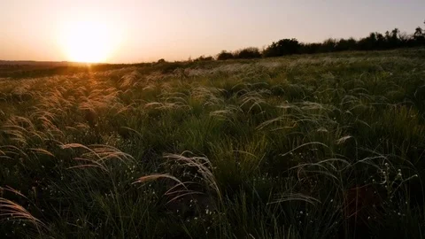 Field with golden grass on sunset 스톡 동영상 75448859