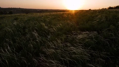 Field with golden grass on sunset Vidéo 75449477