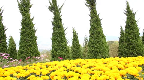 Field of golden marigolds  Stock Footage 33498655