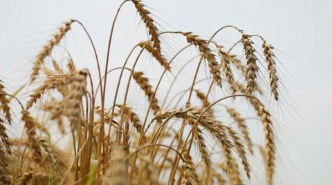 Field of golden rye close up Stock Footage 56347691