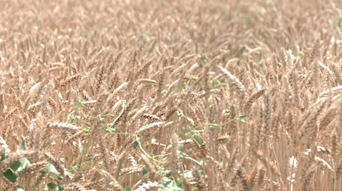 Field of golden wheat Video stock 68163205