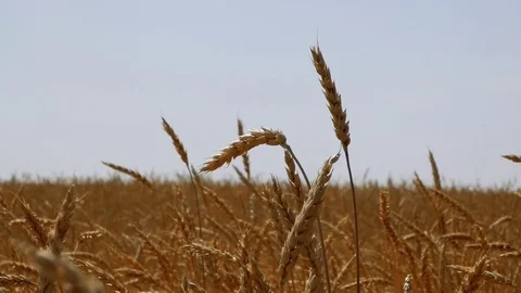 Field of Golden wheat Stock Footage 114363784