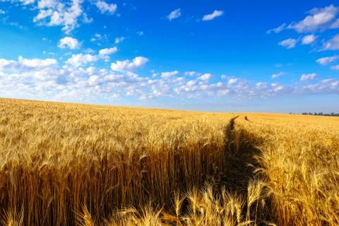 Field of Golden wheat on hillside and tractor trail at blue sky background Stock Photos