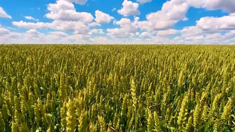 Field of golden wheat on a summer day. Stock Footage 220444953