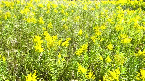 Field of Goldenrod Stock Footage 315453633