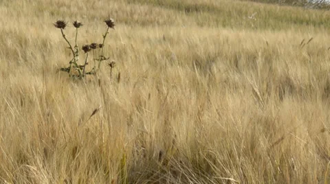 Field of grain and dry grass - Grano con pianta Stock Footage 34271836