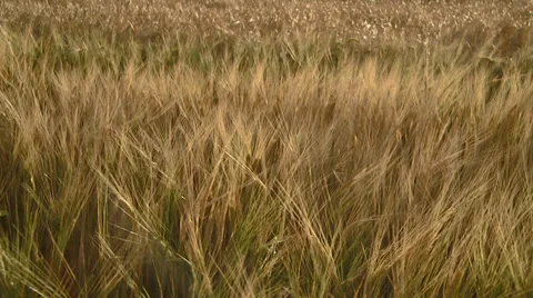 Field of Grain Blowing Slowly Stock Footage 33640260