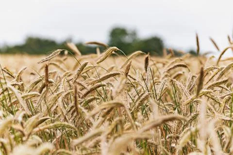 Field of grain in close-up Stock Photos
