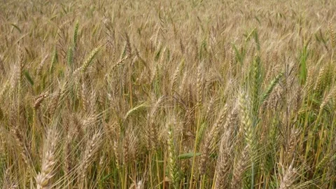 Field of a grain crop 库存影片 333912444