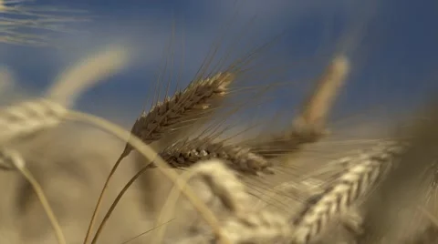 Field of Grain - detail Stock Footage 47737193