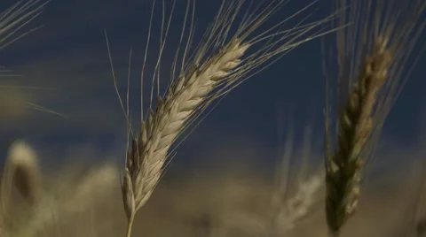 Field of Grain - detail Stock Footage 47737241