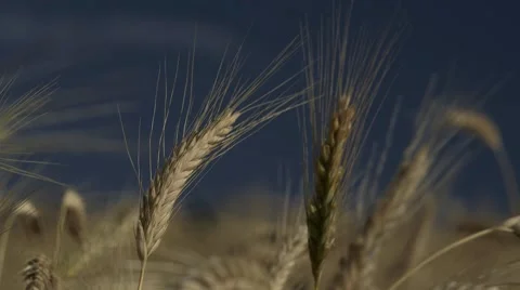 Field of Grain - detail Stock Footage 47737312