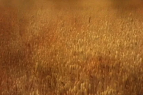 Field Of Grain Video stock 335051