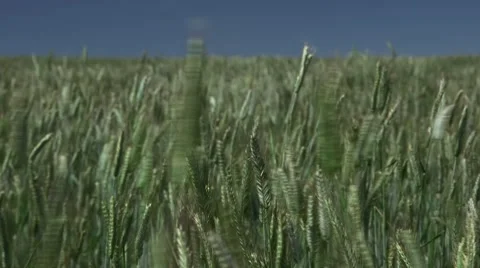 Field of Grain Stock Footage 47736541