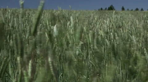 Field of Grain Stock Footage 47736855