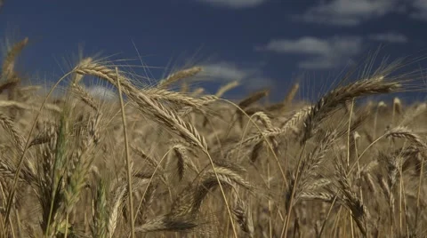 Field of Grain Stock Footage 47737023