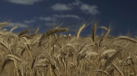 Field of Grain Stock Footage 47737099