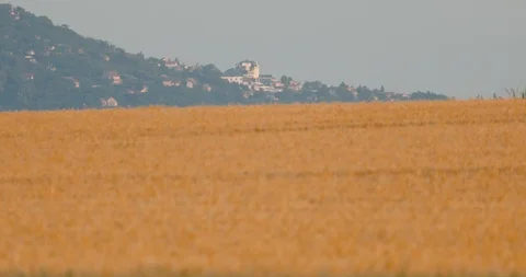 Field of grain Stock Footage 111400409