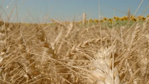A field of grain Stock Footage 171559108
