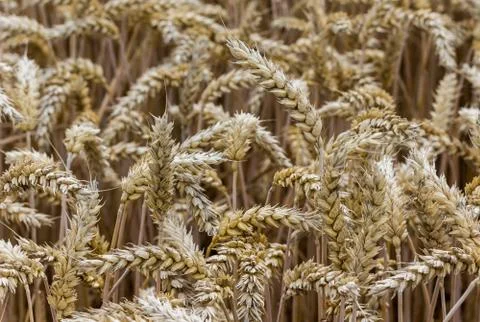Field of grain Stock Photos