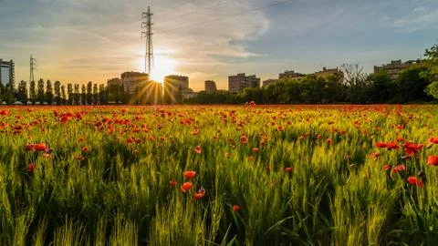 Field of grain 库存照片