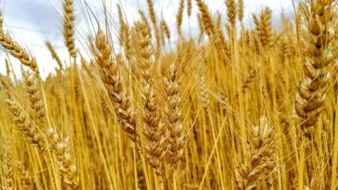 Field with grain Foto stock