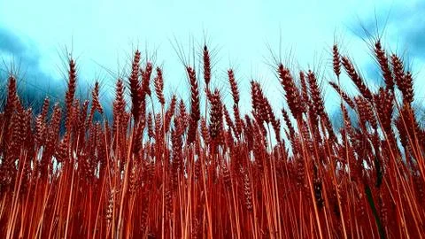 Field with grain Foto stock