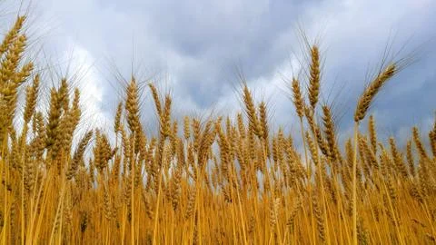 Field with grain Foto stock