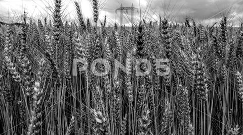 Field with grain Stock Photos