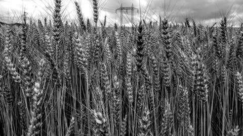 Field with grain Foto stock