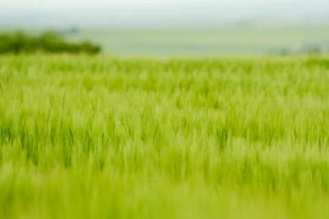 Field of Grain 스톡 사진