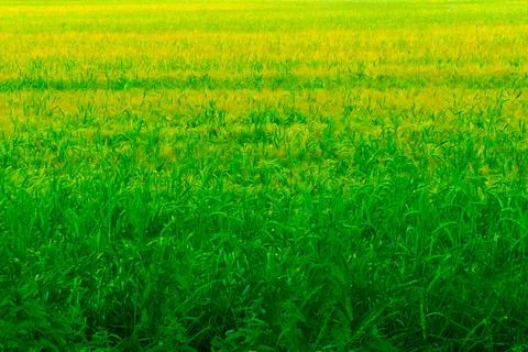 Field of grain Stock Photos