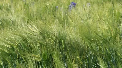 Field of grain spikes close up Stock Footage 260937087