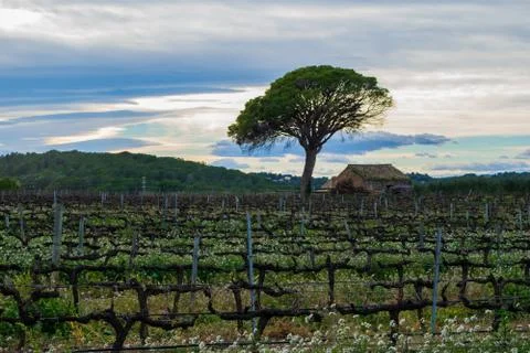 Field of grape vines early spring in Spain, lonely tree with old house Stock Photos