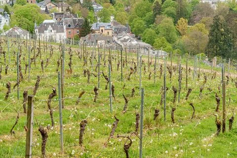 A field of grape vines with a town in the background Stock Photos