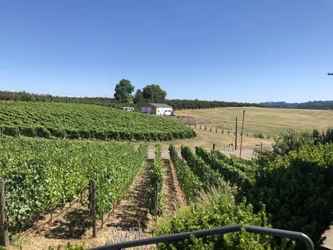 A Field of Grapes Stock Photos