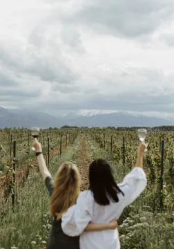 Field of grapes for wine Stock Photos