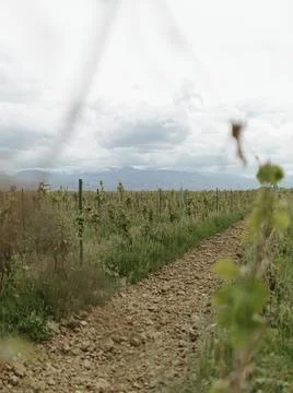 Field of grapes for wine Stock Photos