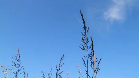 Field Grass 1 Vídeo Stock 6094293