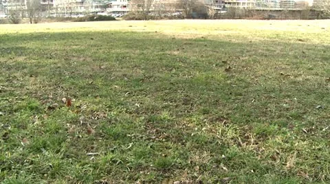 Field of grass 1 Stock Footage 10678920