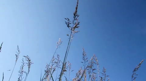 Field Grass 2 Video stock 6093749