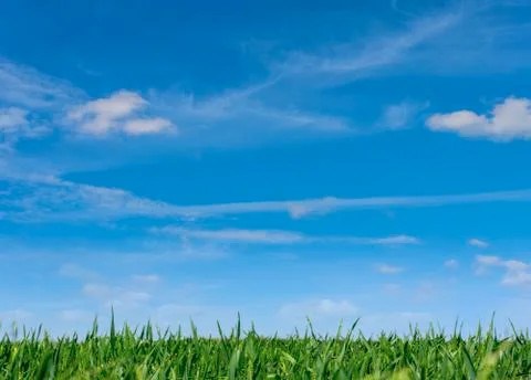 Field with grass and blue sky in the background. Stock Photos