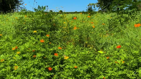 Field of grass and flowers under blue sky Stock Footage 287569667