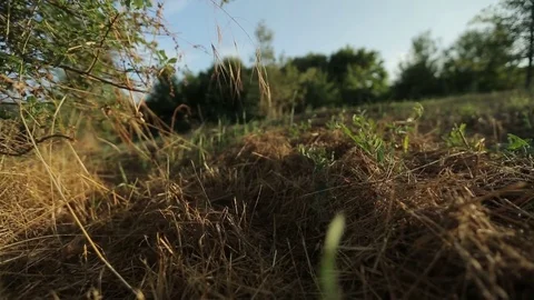 Field of grass and hay Stock Footage 73488810