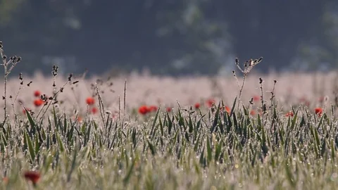 Field of grass and many red flowers with drops of water on the leaves of a dew Stock Footage 130048106