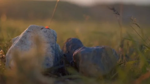 Field grass and rocks on the sunset closeup Stock Footage 108087015