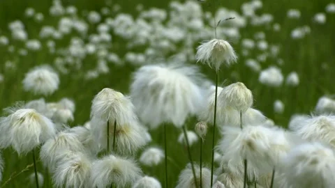  field of grass and sky 動画素材 221722577